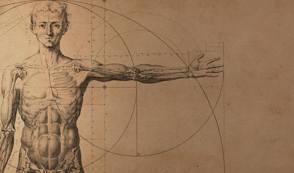 anatomy, human, wallpaper 4k, man, male, free background, wallpaper hd, sketch, paper, windows wallpaper, hd wallpaper, background, laptop wallpaper, free wallpaper, 4k wallpaper 1920x1080, beautiful wallpaper, 4k wallpaper, cool backgrounds, desktop backgrounds, old, mac wallpaper, body, full hd wallpaper, figure, drawing