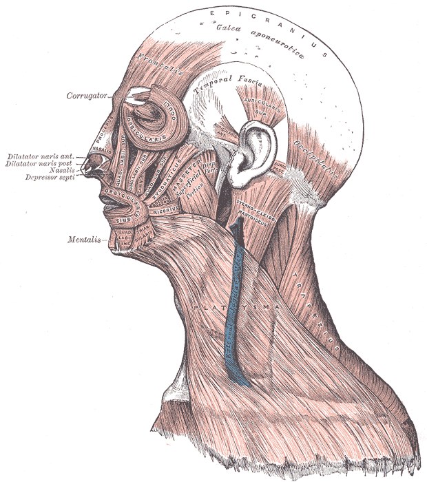 Vintage anatomical illustration of the muscles of the head, face, and neck, including the masseter and temporalis jaw muscles